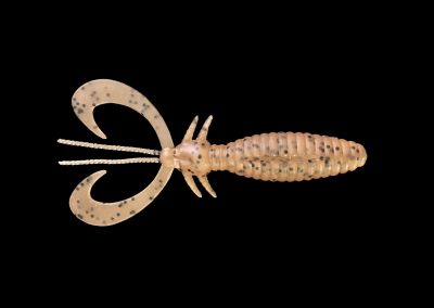 DK Earwig