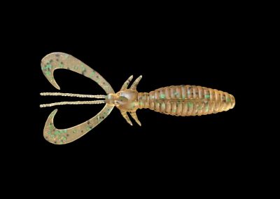 DK Earwig