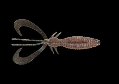 DK Earwig